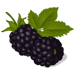 Mora