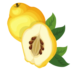 Membrillo