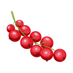 Grosella
